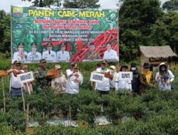 Gubernur Al Haris Panen Cabai Merah Bersama Petani di Mangun Jayo Bungo
