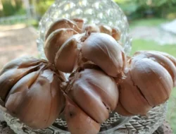 Efek Bawang Putih Untuk Mengatasi Jerawat