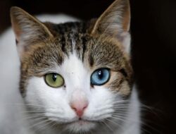 3 Negara yang Penduduknya Masih Makan Daging Kucing