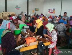 Kenaikan HJE dan PPN Suburkan Peredaran Rokok Ilegal