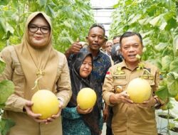 Gubernur Al Haris Panen Perdana Melon Premium di Tanjung Jabung Timur