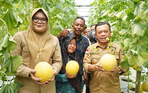 Gubernur Al Haris Panen Perdana Melon Premium di Tanjung Jabung Timur
