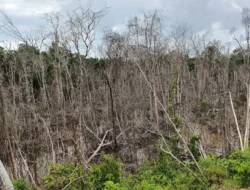 Limbah Tambang PT SSKB Kembali Rusak Kebun Warga, Usai Mandiangin Kini Kebun Karet di Batang Hari Jadi Korban