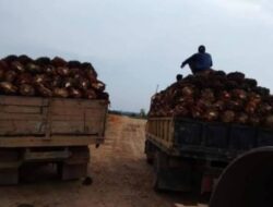 Petani Plasma Sebut Penyampaian Manajer PT Bumi Borneo Sentosa Tanjab Timur “Omong Kosong