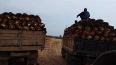 Petani Plasma Sebut Penyampaian Manajer PT Bumi Borneo Sentosa Tanjab Timur “Omong Kosong